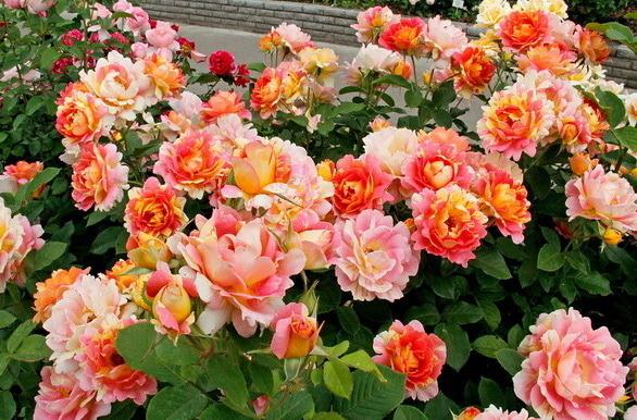 Rosarium, рассадник роз - Роза Систерсьен (Осень 2018), фото Rosarium, рассадник роз - Роза Систерсьен (Осень 2018)