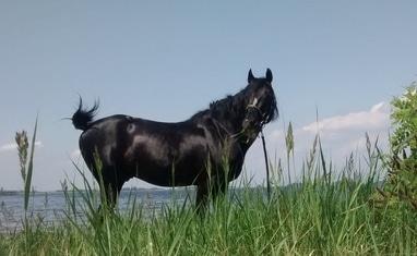 Кентаврик - Наши пони и лошади - фото 1