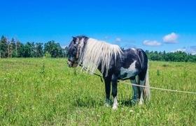 Фото 12 - Наши пони и лошади