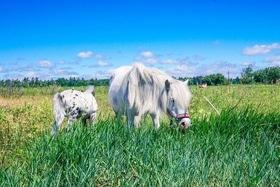 Фото 13 - Наши пони и лошади