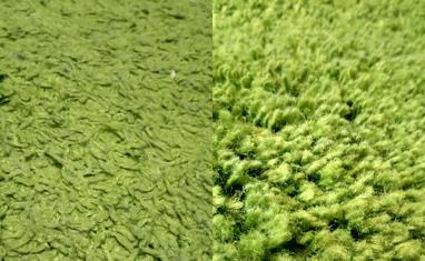 Kulum - Чистка килимів: До і Після - фото 2