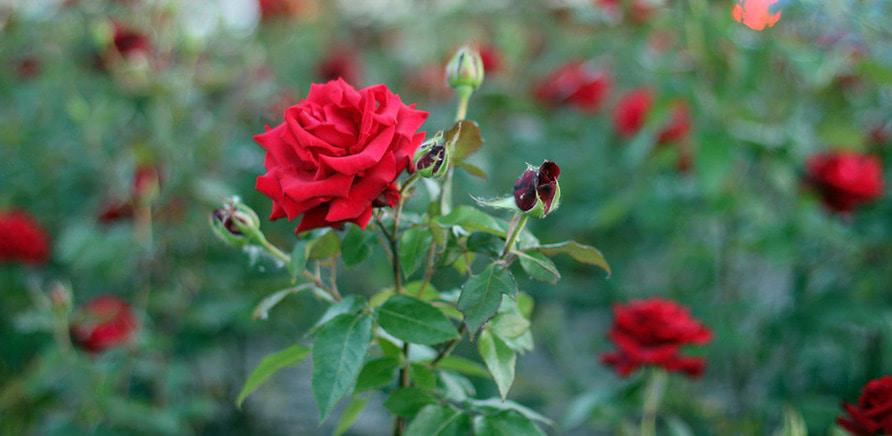Фото 5 - Плани на вихідні: квітуча Долина Троянд
