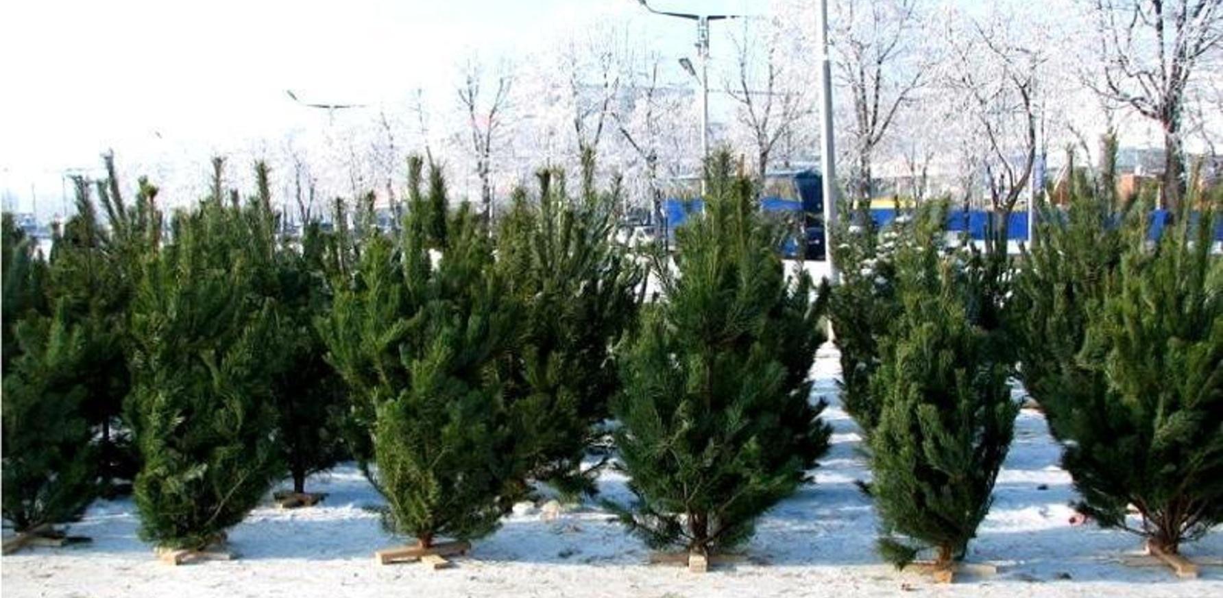 Елочные базары в челябинске. Новогодняя елка сосна на рынке. Новогодняя сосна из питомника. Живая елка сосна на рынке. Ессентуки елочные базары.