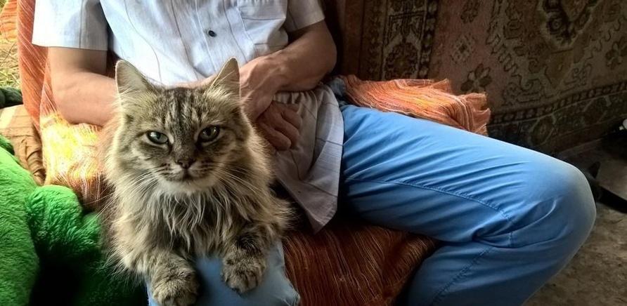 'Я тут працюю: притулок для котів' - фото 'Я тут працюю: притулок для котів'