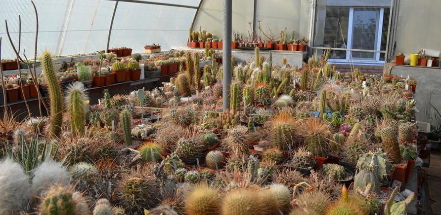 Фото 1 - Зараз колекція кактусів нараховує декілька тисяч екземплярів