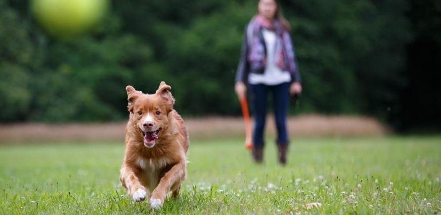 'Погляд ветеринара: як ефективно захистити собаку від бліх і кліщів навесні?'
