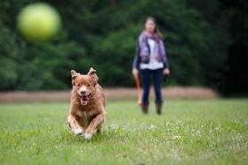 Статья 'Мнение ветеринара: как эффективно защитить собаку от блох и клещей весной?'