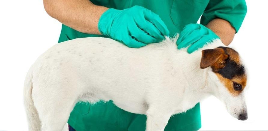 Фото 2 - Думка ветеринара: як захистити собаку від бліх та кліщів навесні?
