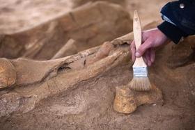 Статья 'Зубы ископаемых акул можно найти на черкасских пляжах'