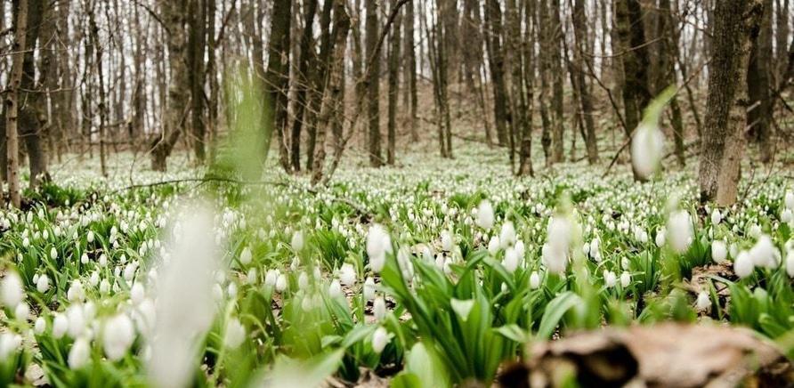 ''Підсніжникоманія': черкасці їдуть охороняти рідкісну квітку в Холодний Яр'