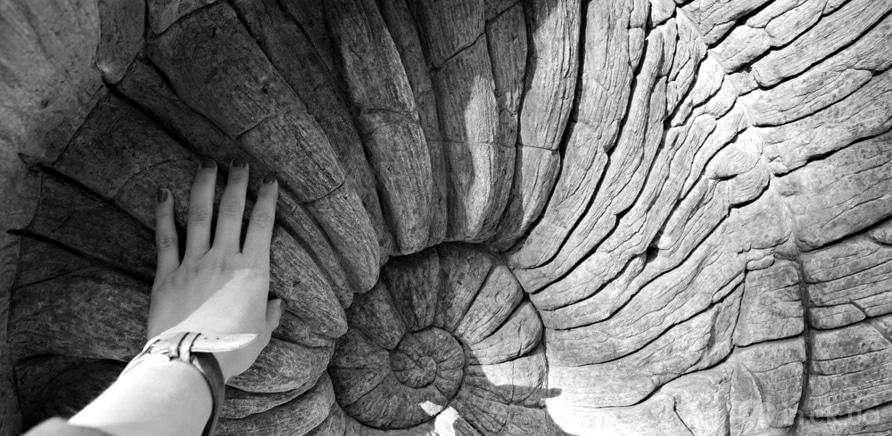 Фото 10 - Амоніт – черепашки діаметром до 3 метрів