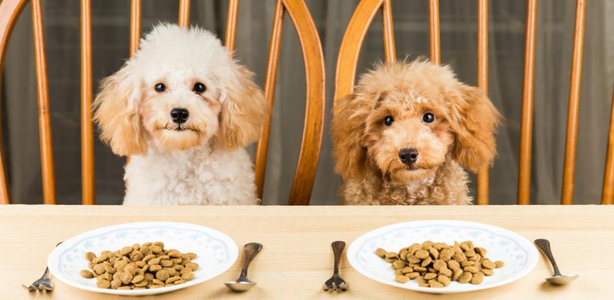 11 интересных фактов о питании кошек и собак