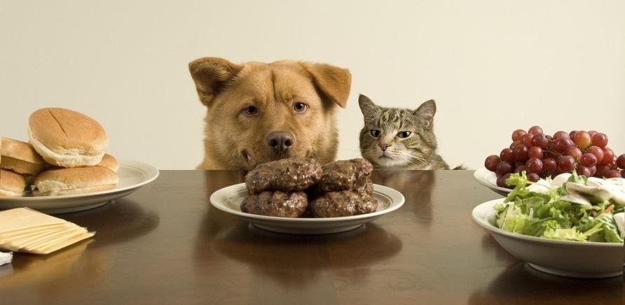 11 цікавих фактів про харчування кішок і собак