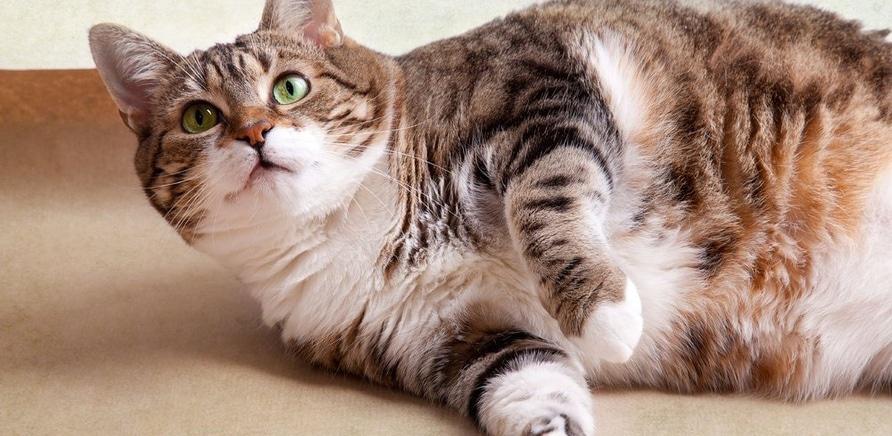 11 интересных фактов о питании кошек и собак