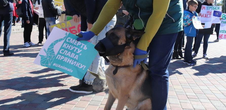 Фото 2 - Выйди за меня: в Черкассах прошел марш в защиту прав животных