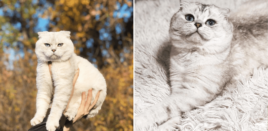 Фото 1 - Инсталапы: обзор аккаунтов котиков и собак из Черкасс