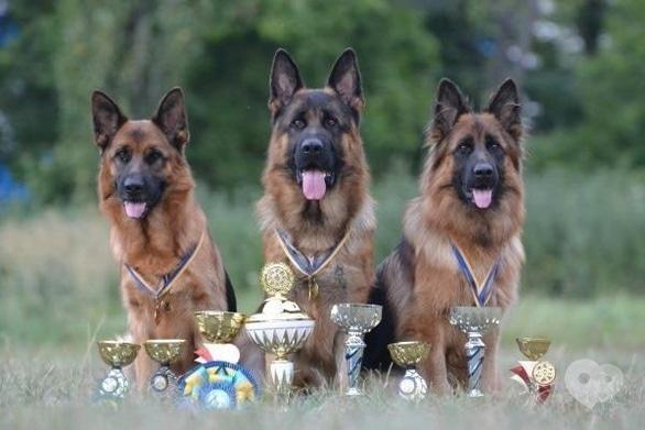 Спорт, відпочинок - Міжнародна виставка собак усіх порід 'Золотий Кубок Черкащини 2014'