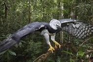 Фільм'Амазонія: Інструкція з виживання' - кадр 3