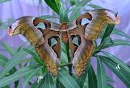 Фильм'Развлекательно-познавательная выставка "Планета бабочек"' - фото 2