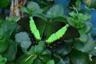 Фильм'Развлекательно-познавательная выставка "Планета бабочек"' - фото 4