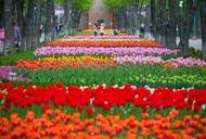 Фото 'Тур "Тюльпанная сказка (Кировоградский дендропарк)" от "Мандрівник"' - фото 1 Фильм'Тур "Тюльпанная сказка (Кировоградский дендропарк)" от "Мандрівник"' - фото 1
