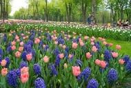 Фото 'Тур "Тюльпанная сказка (Кировоградский дендропарк)" от "Мандрівник"' - фото 3 Фильм'Тур "Тюльпанная сказка (Кировоградский дендропарк)" от "Мандрівник"' - фото 3