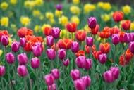 Фото 'Тур "Тюльпанная сказка (Кировоградский дендропарк)" от "Мандрівник"' - фото 4 Фильм'Тур "Тюльпанная сказка (Кировоградский дендропарк)" от "Мандрівник"' - фото 4