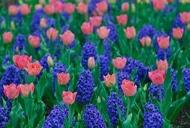Фото 'Тур "Тюльпанная сказка (Кировоградский дендропарк)" от "Мандрівник"' - фото 5 Фильм'Тур "Тюльпанная сказка (Кировоградский дендропарк)" от "Мандрівник"' - фото 5