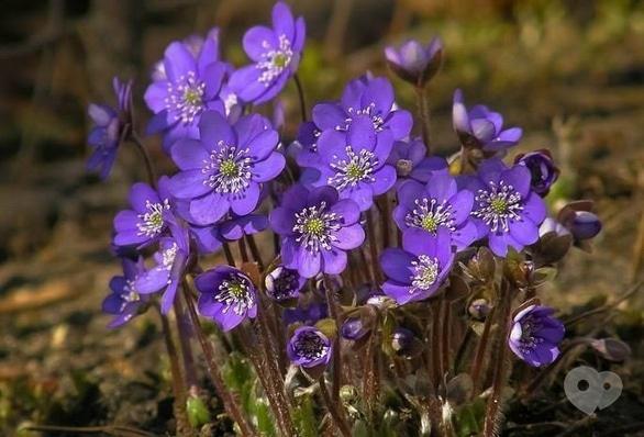 Спорт, відпочинок - Відпочинок у лісі