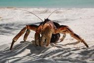 Фильм'Альдабра. Путешествие к таинственному острову' - кадр 2