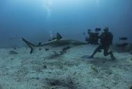 Фильм'Альдабра. Путешествие к таинственному острову' - кадр 3