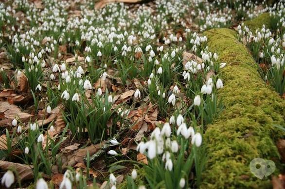 Спорт, відпочинок - Похід до квітучих підсніжників