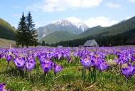 Фильм'Тур "Закарпатские наслаждения + Долина крокусов" от "НАМИ"' - фото 1