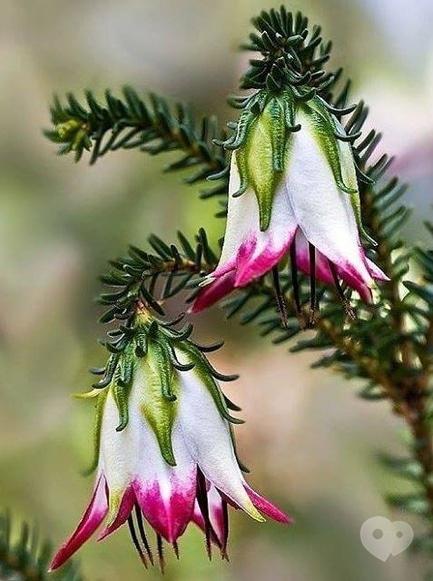 Навчання - Свято 'Весняний букет чарівності'