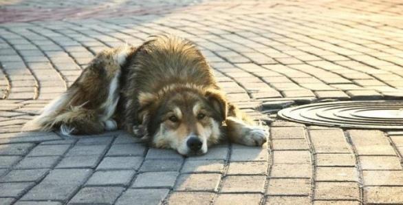 Навчання - Акція на захист безпритульних тварин 'Україна – не живодерня'