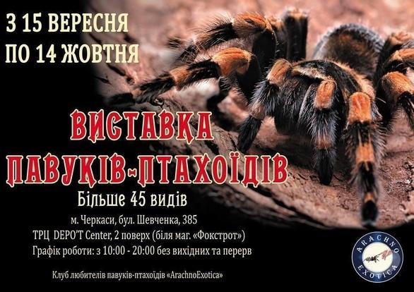 Выставка - Выставка пауков-птицеедов 'АрахноЭкзотика'