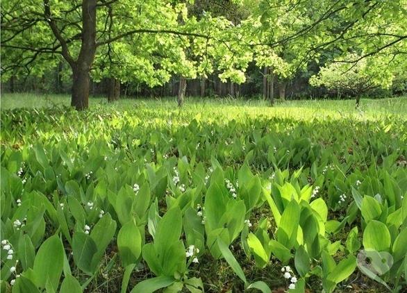 Навчання - Творчий вечір поетеси Ольги Маськової