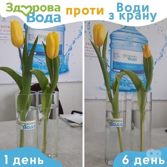 Здорова вода - Експеримент з водою і квітами