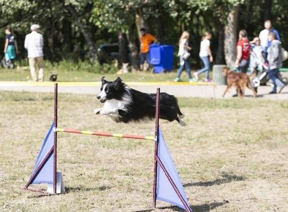 Спорт, відпочинок - Чемпіонат України з аджиліті
