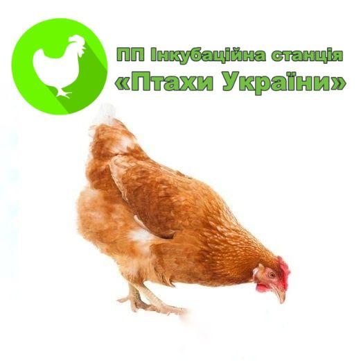 Инкубационная станция Птицы Украины, Переработка и торговля инкубационного яйца, торговля суточными цыплятами - Редбро