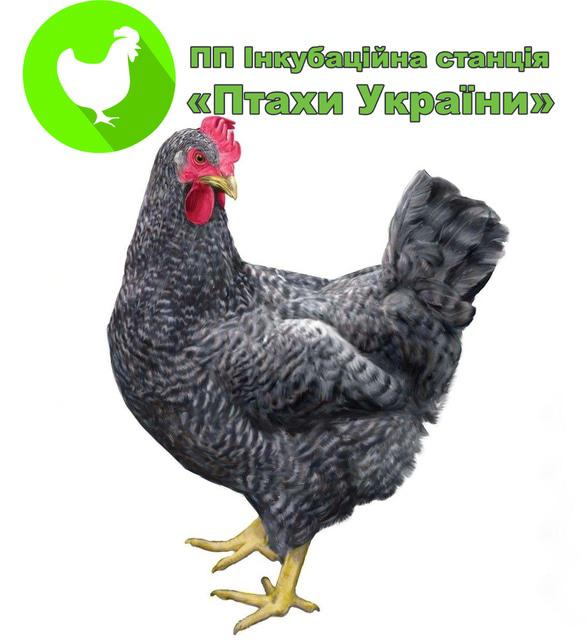 Инкубационная станция Птицы Украины, Переработка и торговля инкубационного яйца, торговля суточными цыплятами - Мастер Грей