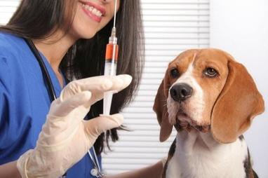 ВетЕксперт, ветеринарний центр - Вакцинації
