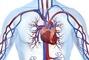 Академия здоровья, оздоровительный центр - Укрепление сердечно-сосудистой, дыхательной, мочеполовой и имунной систем организма человека по методике д.м.н. Бубновского С.М.