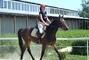 Сван, конно-спортивный клуб - Катание на больших и маленьких лошадях