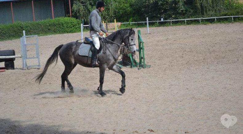 Сван, конно-спортивный клуб - Мастер-классы по различным дисциплинам конного спорта
