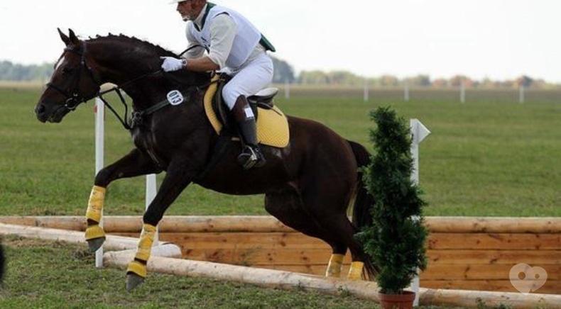 Сван, конно-спортивный клуб - Индивидуальные тренировки по различным дисциплинам конного спорта