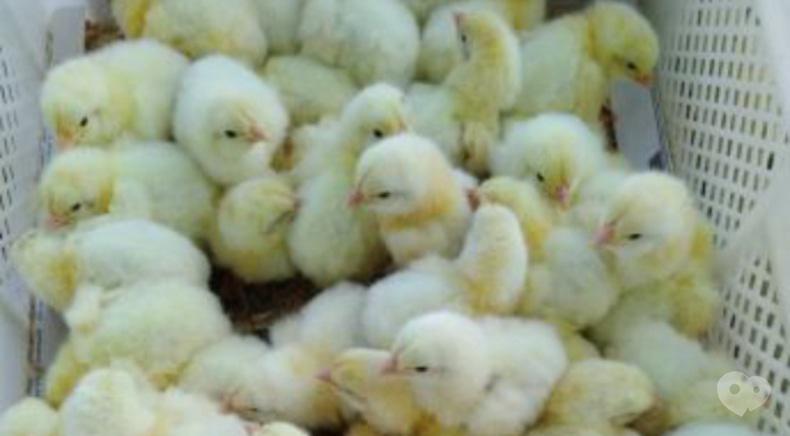 Инкубационная станция Птицы Украины, Переработка и торговля инкубационного яйца, торговля суточными цыплятами - Продажа суточного бройлера