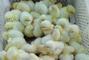 Инкубационная станция Птицы Украины, Переработка и торговля инкубационного яйца, торговля суточными цыплятами - Продажа суточного бройлера