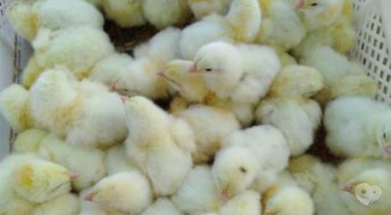 Інкубаційна станція Птахи України, Переробка та торгівля інкубаційного яйця, торгівля добових курчат - Продаж курчат м'ясо-яєчних порід
