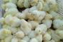 Інкубаційна станція Птахи України, Переробка та торгівля інкубаційного яйця, торгівля добових курчат - Продаж курчат м'ясо-яєчних порід